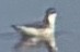 Wilson's Phalarope - ML642896187