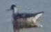 ub. svømmesnipe (Phalaropus sp.) - ML642896188