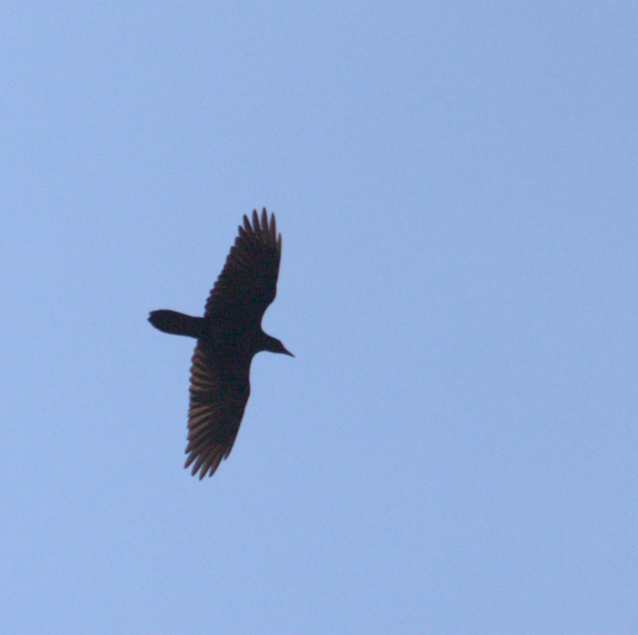 ravn - ML642896234