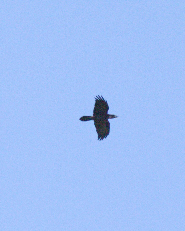 ravn - ML642896235