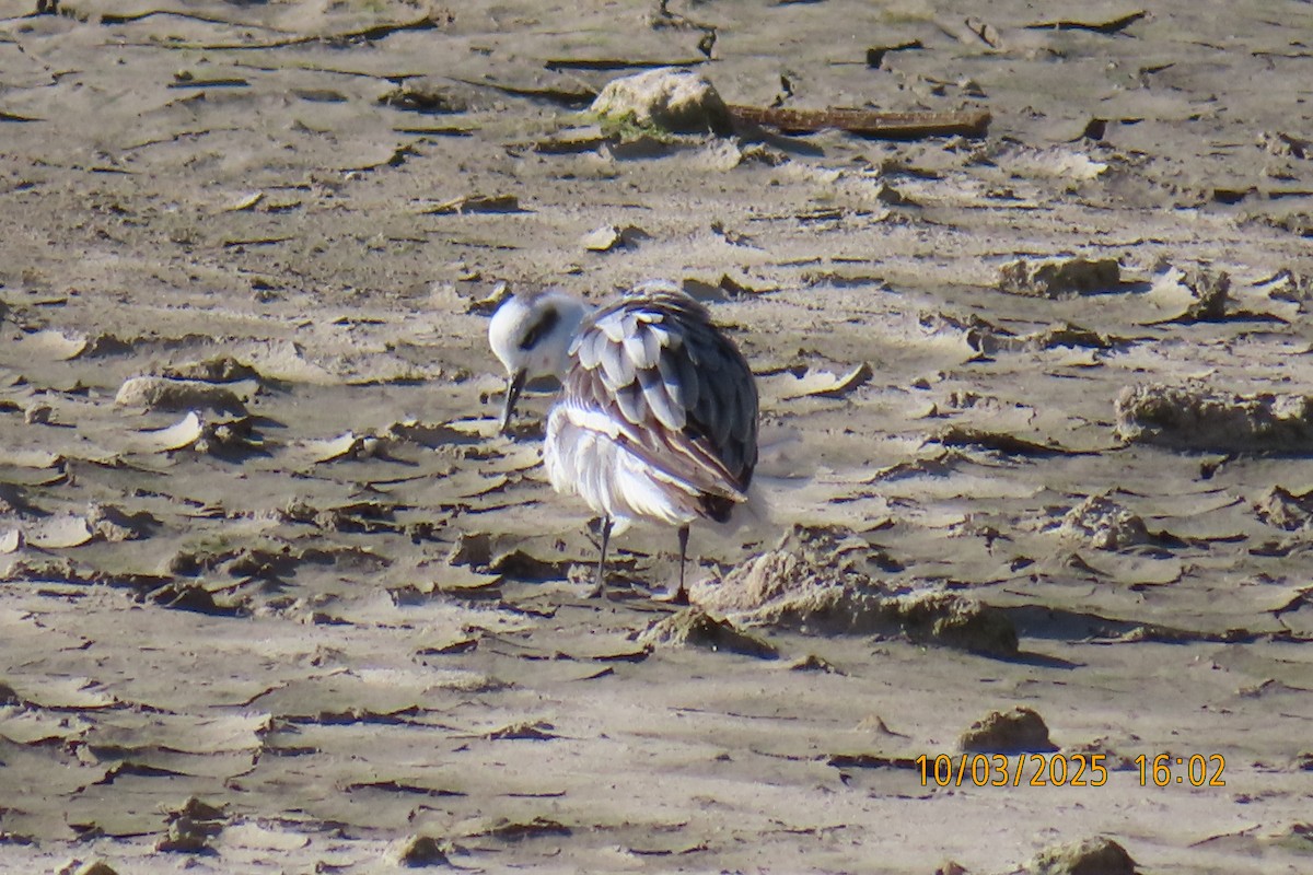 svømmesnipe - ML642896236