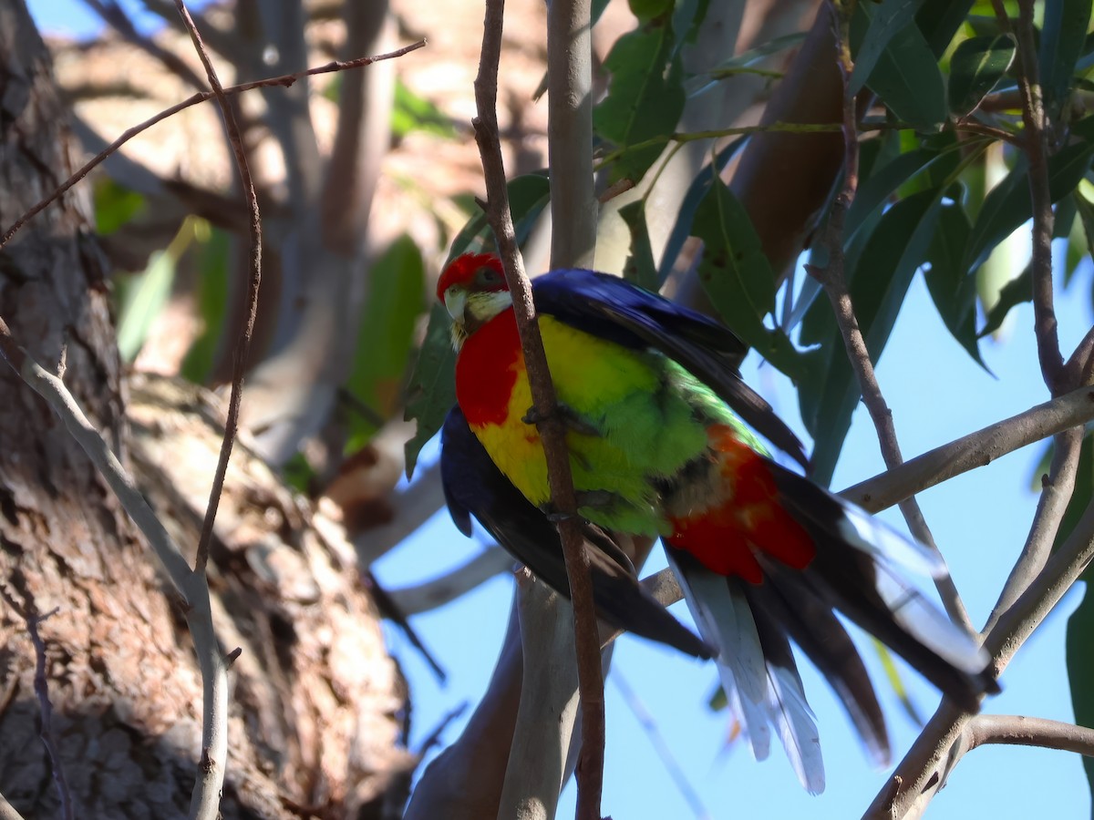 Perico Multicolor - ML642896254