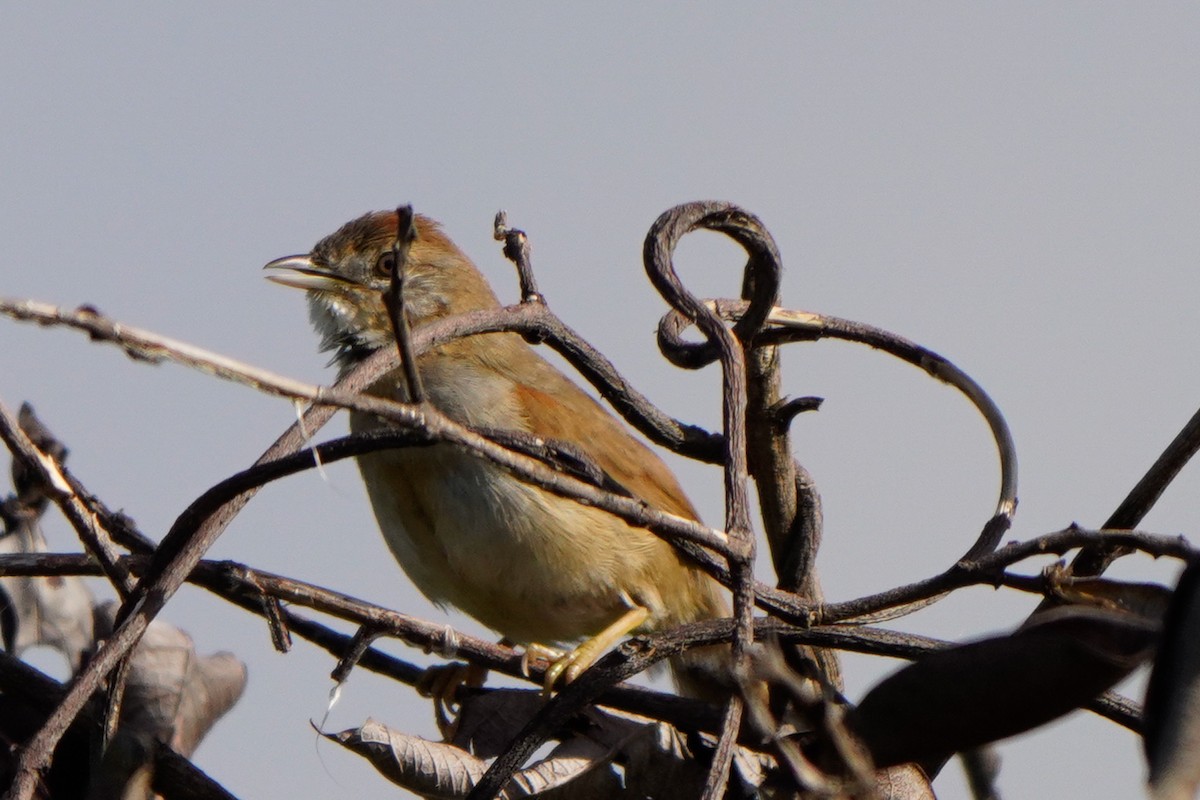 Pijuí Pechiblanco - ML642896256