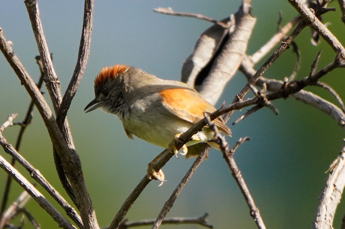 Pijuí Pechiblanco - ML642896258