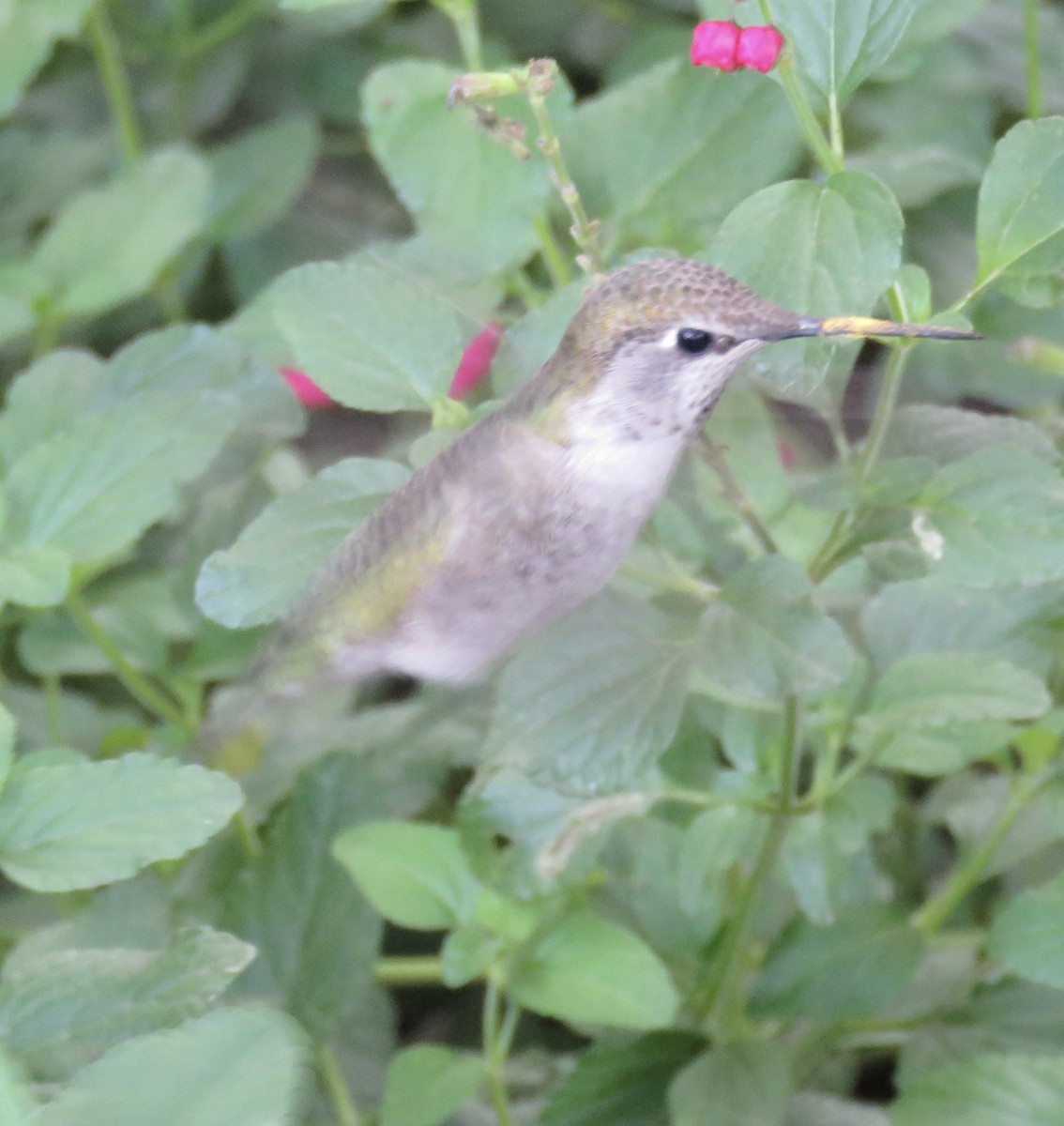 Colibrí de Anna - ML642896263