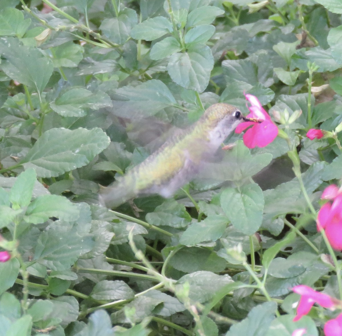 Colibrí de Anna - ML642896265