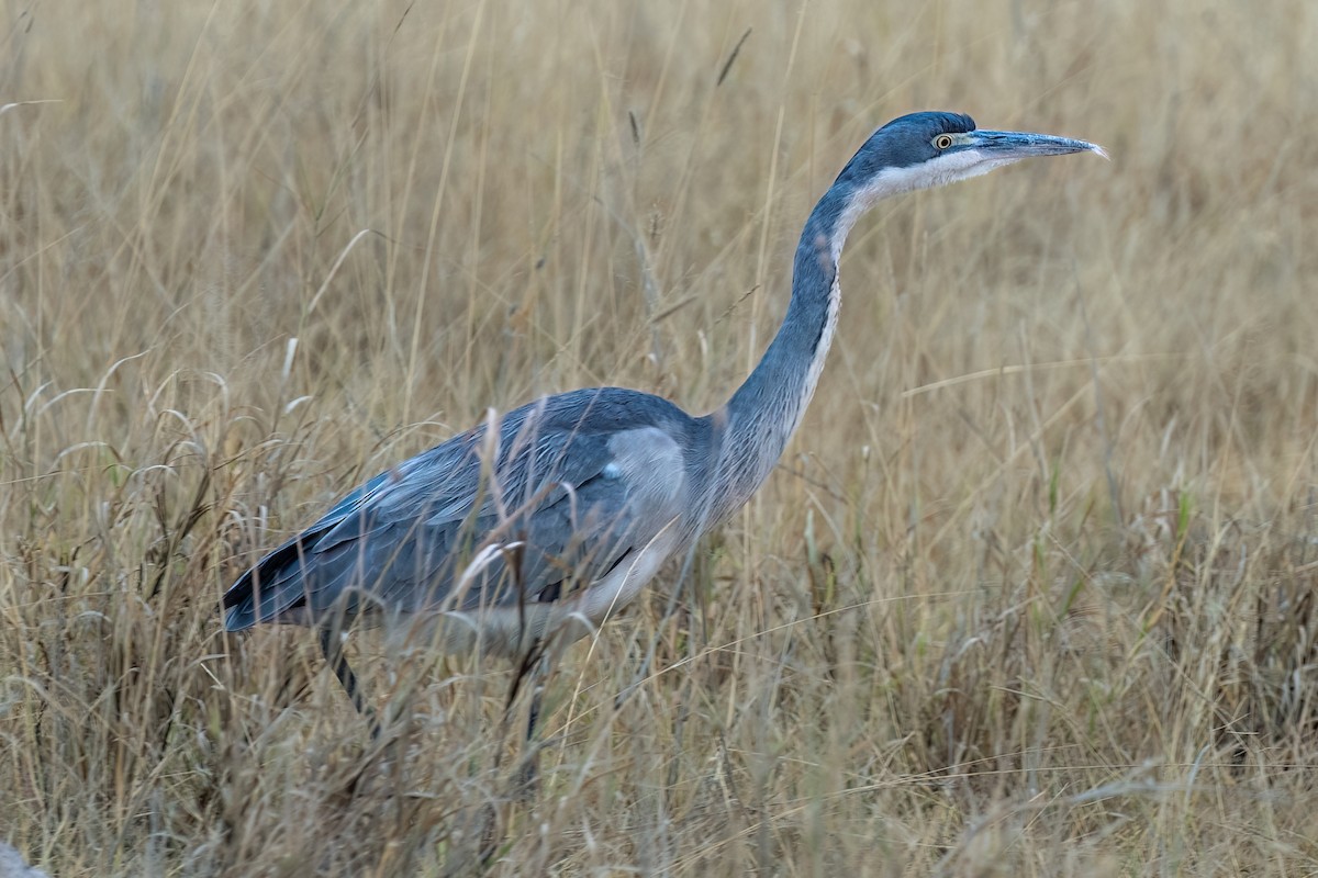 Garza Cabecinegra - ML642896270