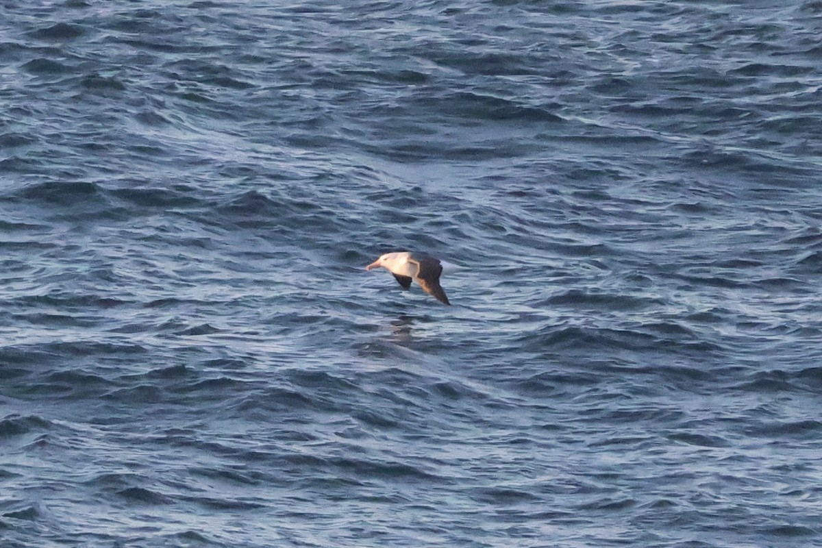 Albatros Ojeroso - ML642896271