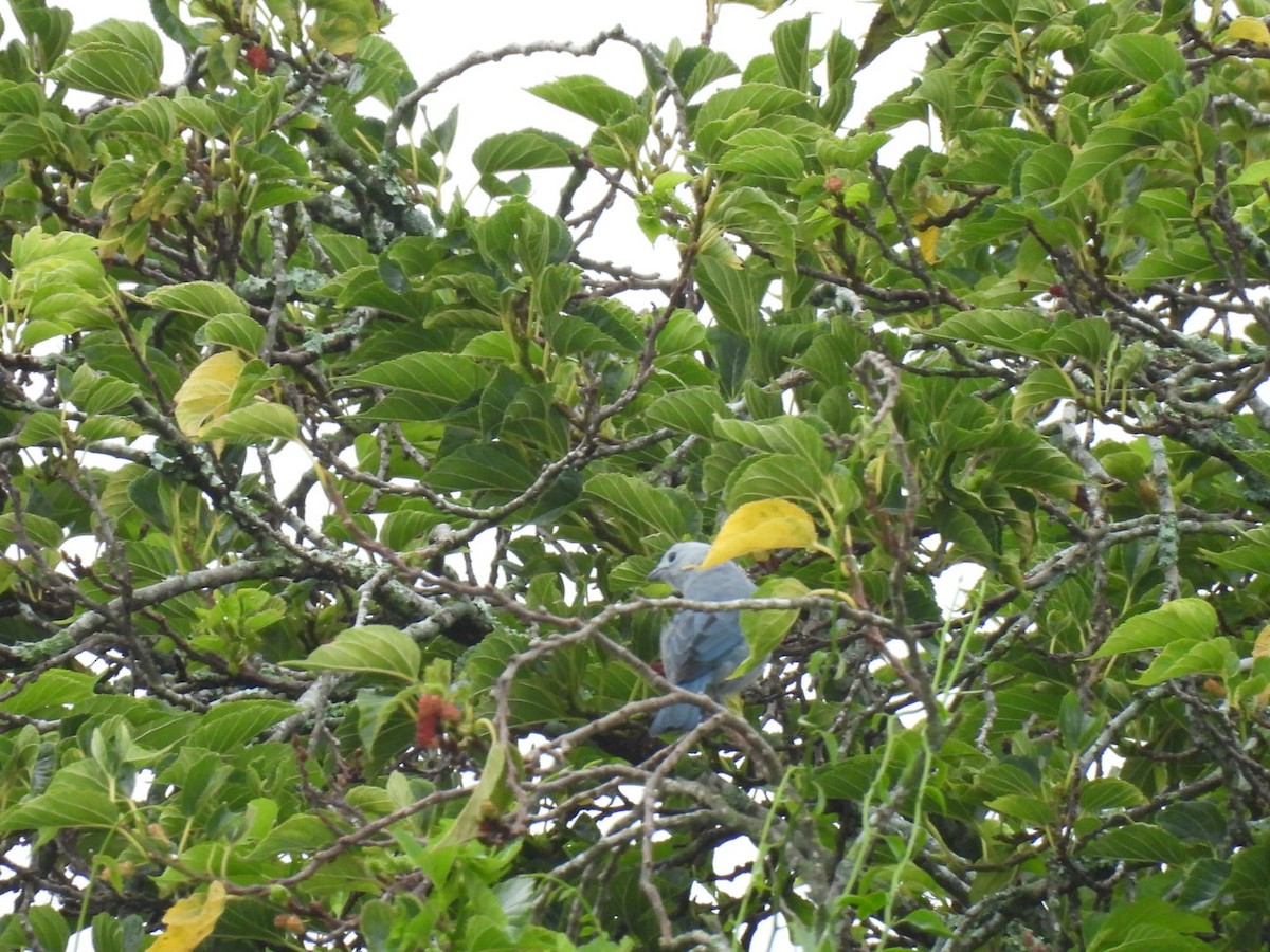 Tangara Azuleja - ML642896278