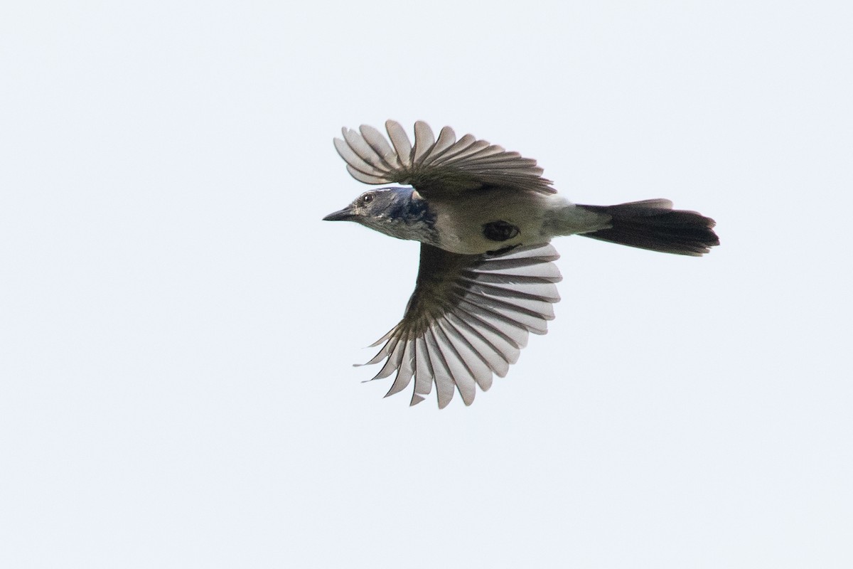 California Scrub-Jay - ML642896282