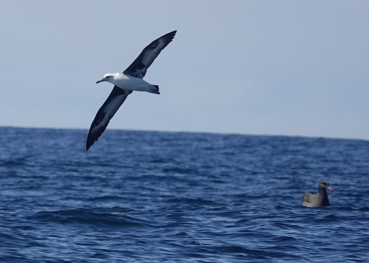 Laysan Albatross - ML642896289