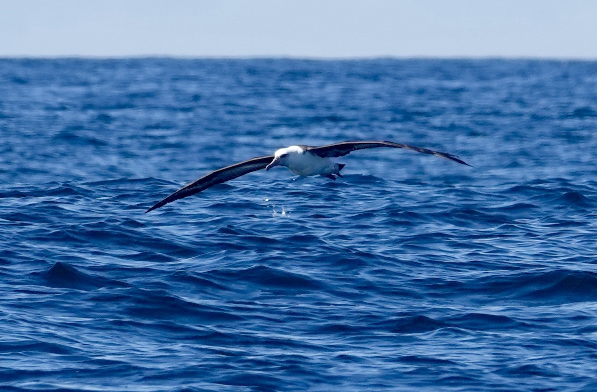 Laysan Albatross - ML642896290