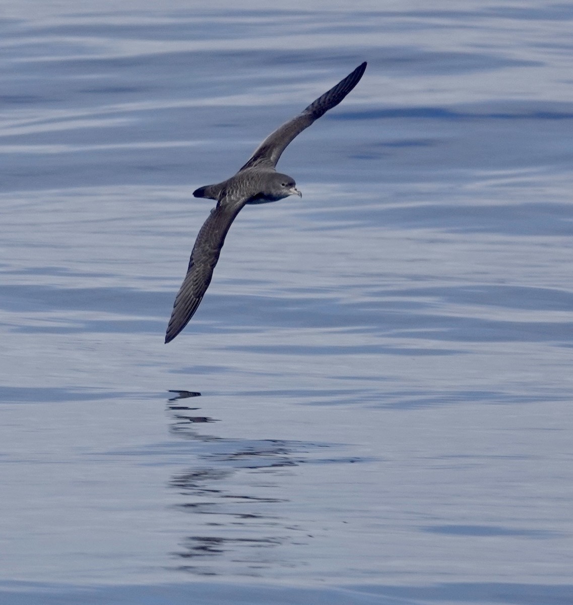 Laysan Albatross - ML642896291