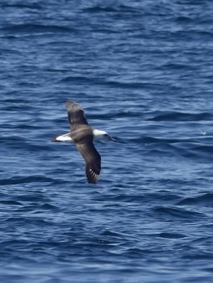 Laysan Albatross - ML642896292