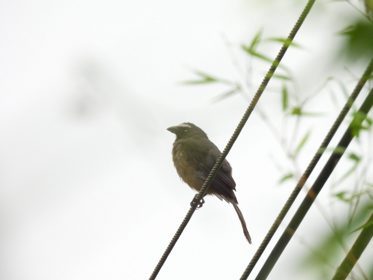 Cinnamon-bellied Saltator - ML642896294