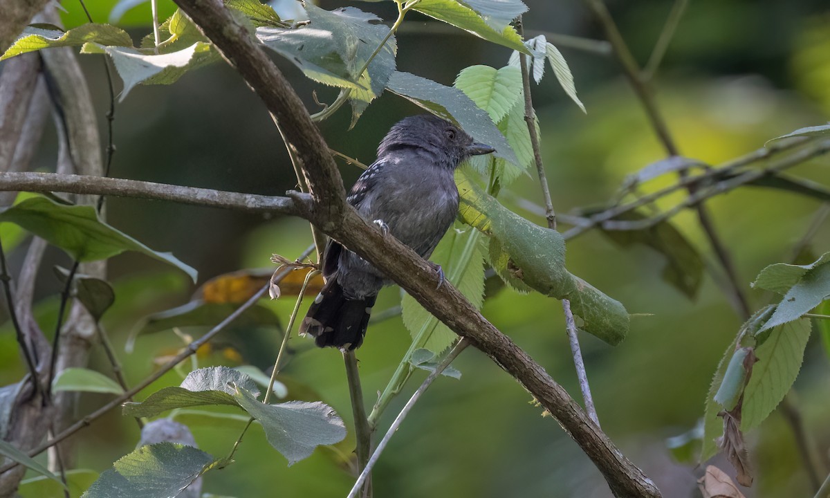Upland Antshrike - ML642896295