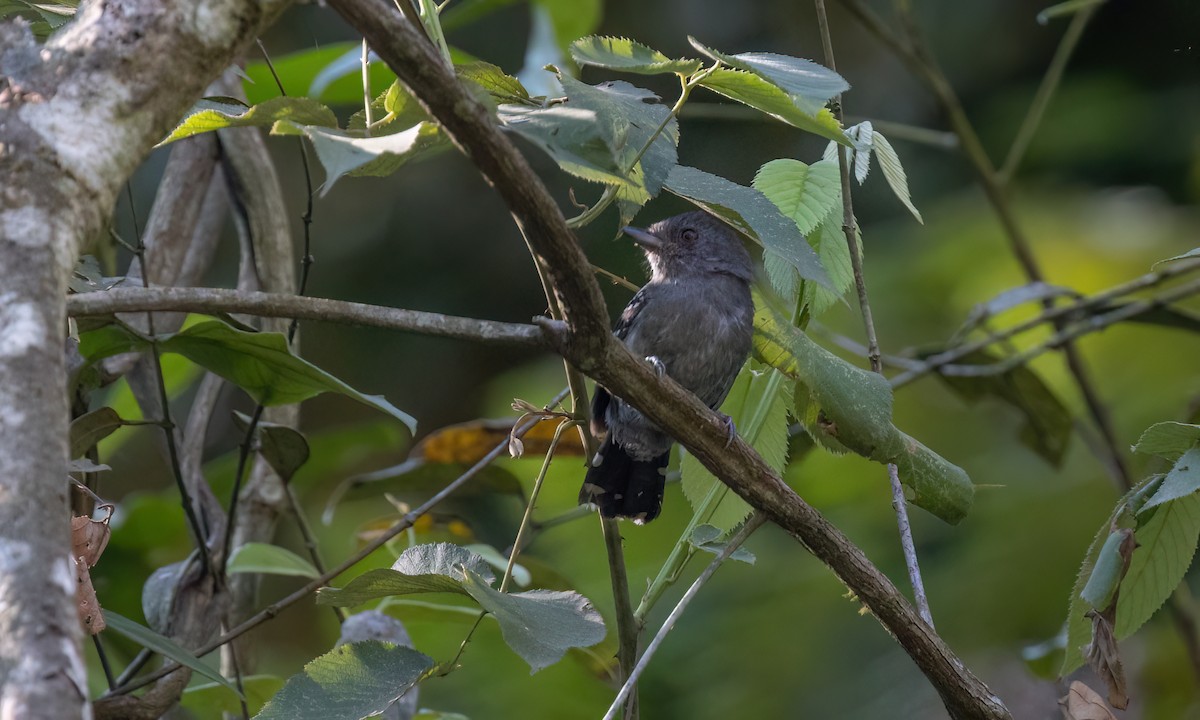Upland Antshrike - ML642896296