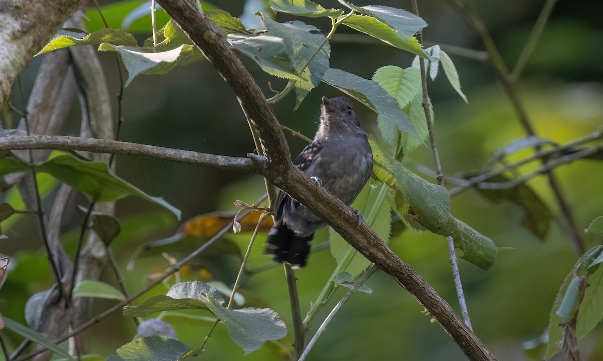 Upland Antshrike - ML642896297