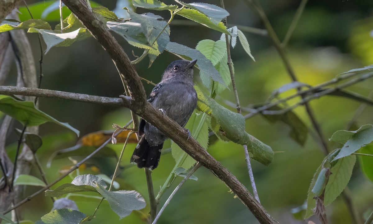 Upland Antshrike - ML642896298