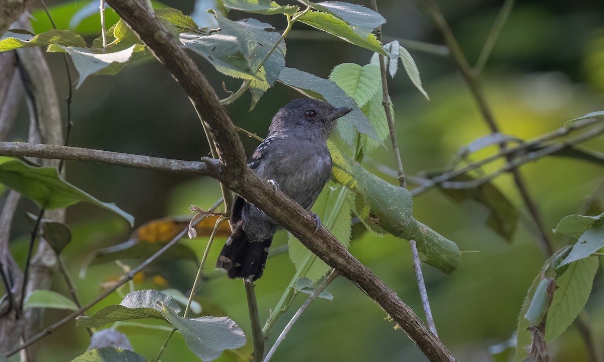 Upland Antshrike - ML642896299