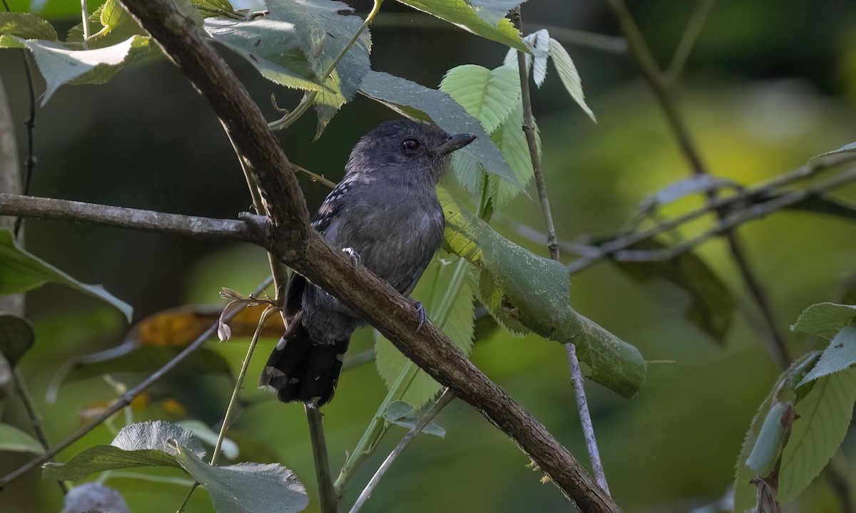 Upland Antshrike - ML642896300