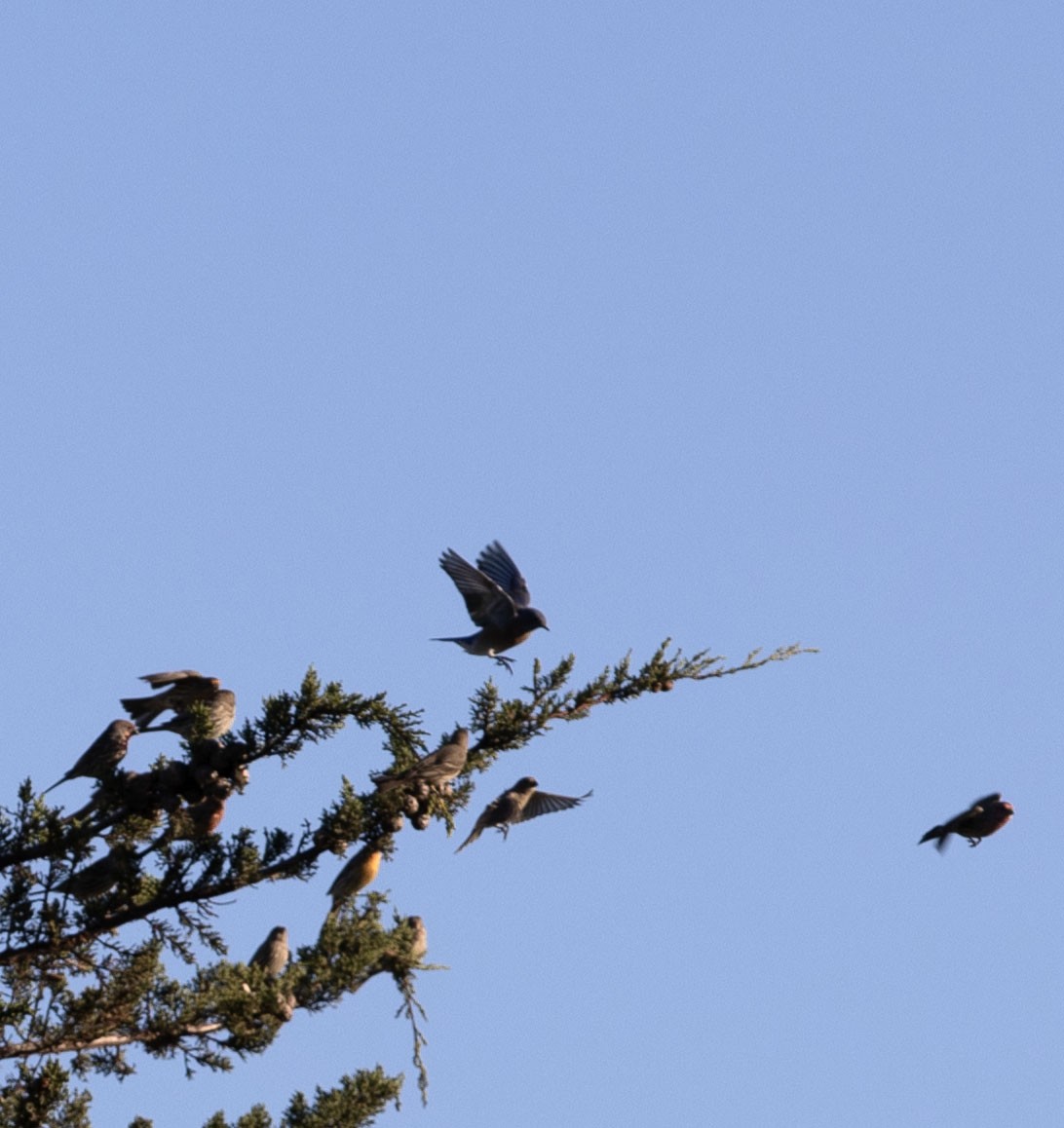 Western Bluebird - ML642896301