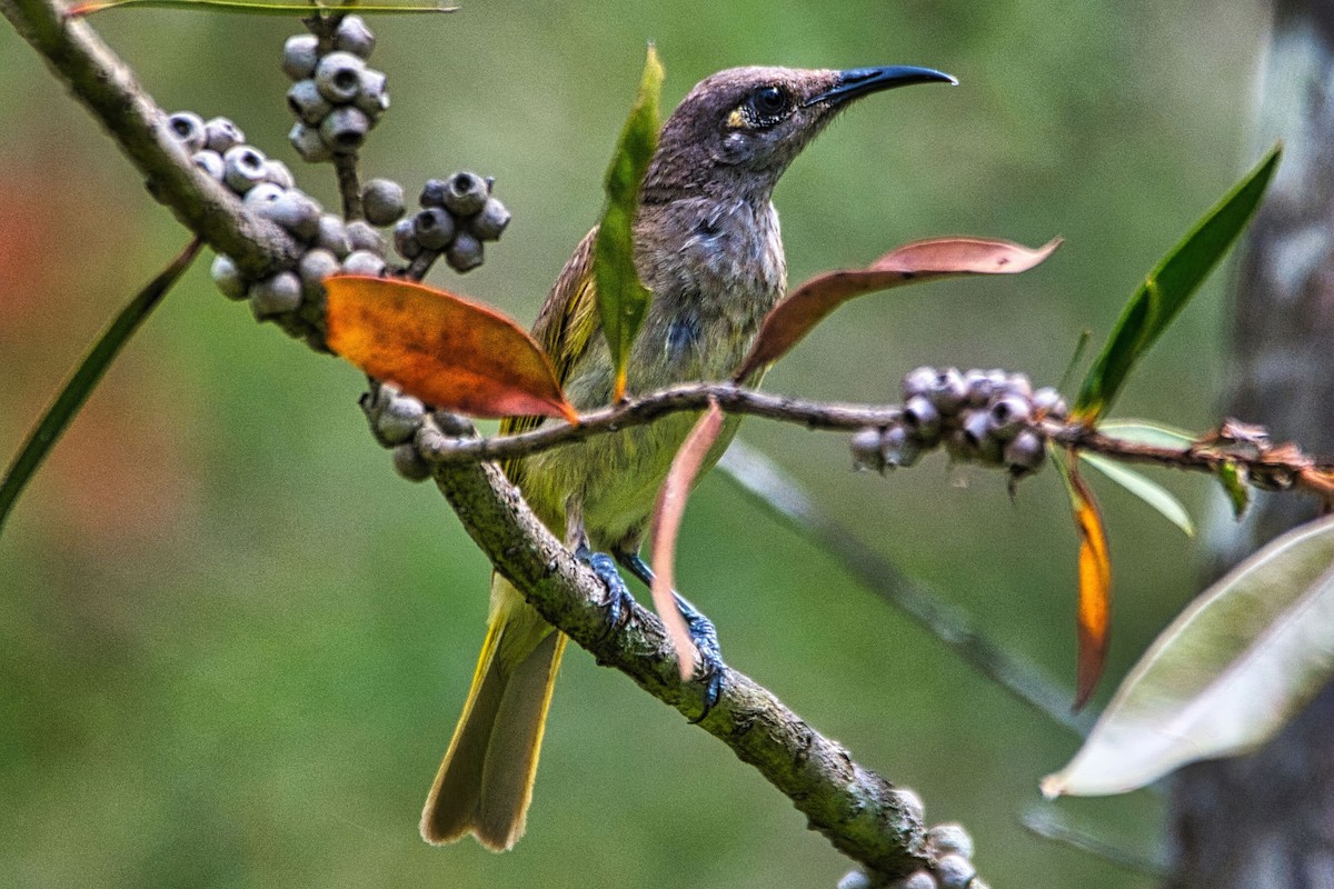 Brown Honeyeater - ML642896304