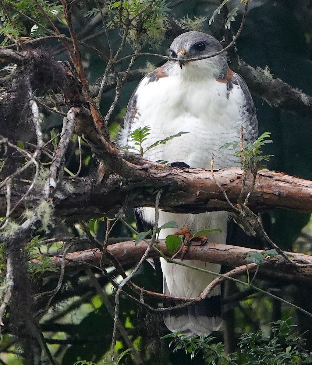 Variable Hawk - ML642896305
