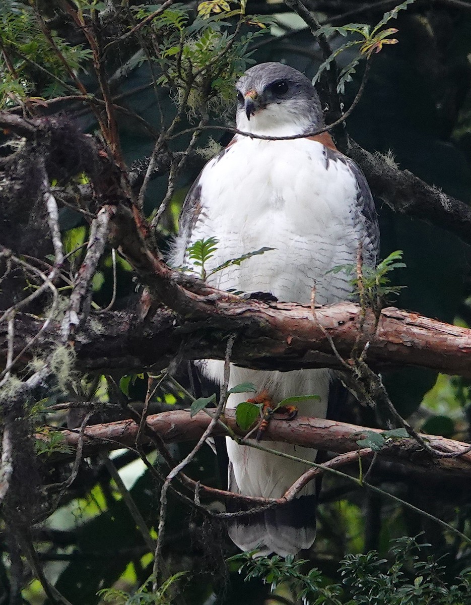 Variable Hawk - ML642896306