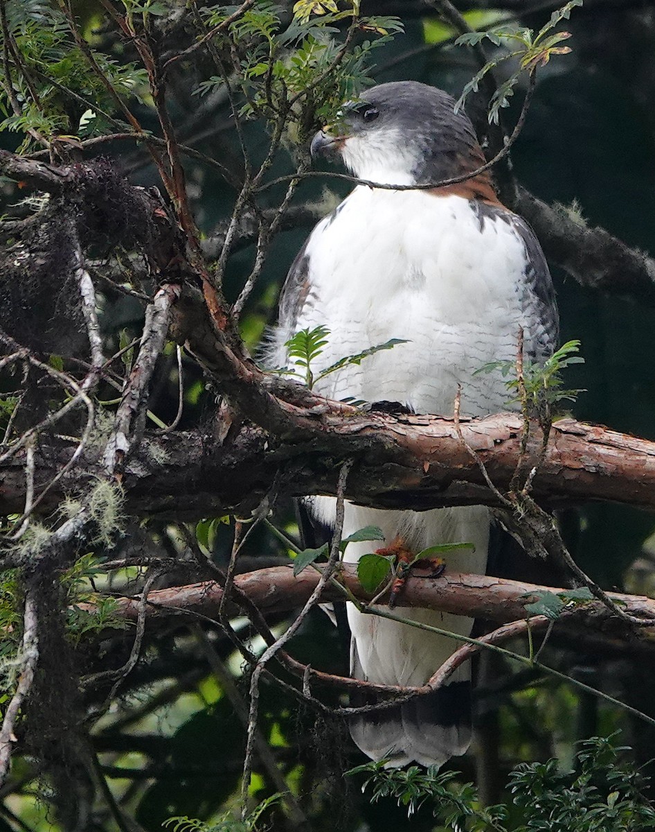 Variable Hawk - ML642896307