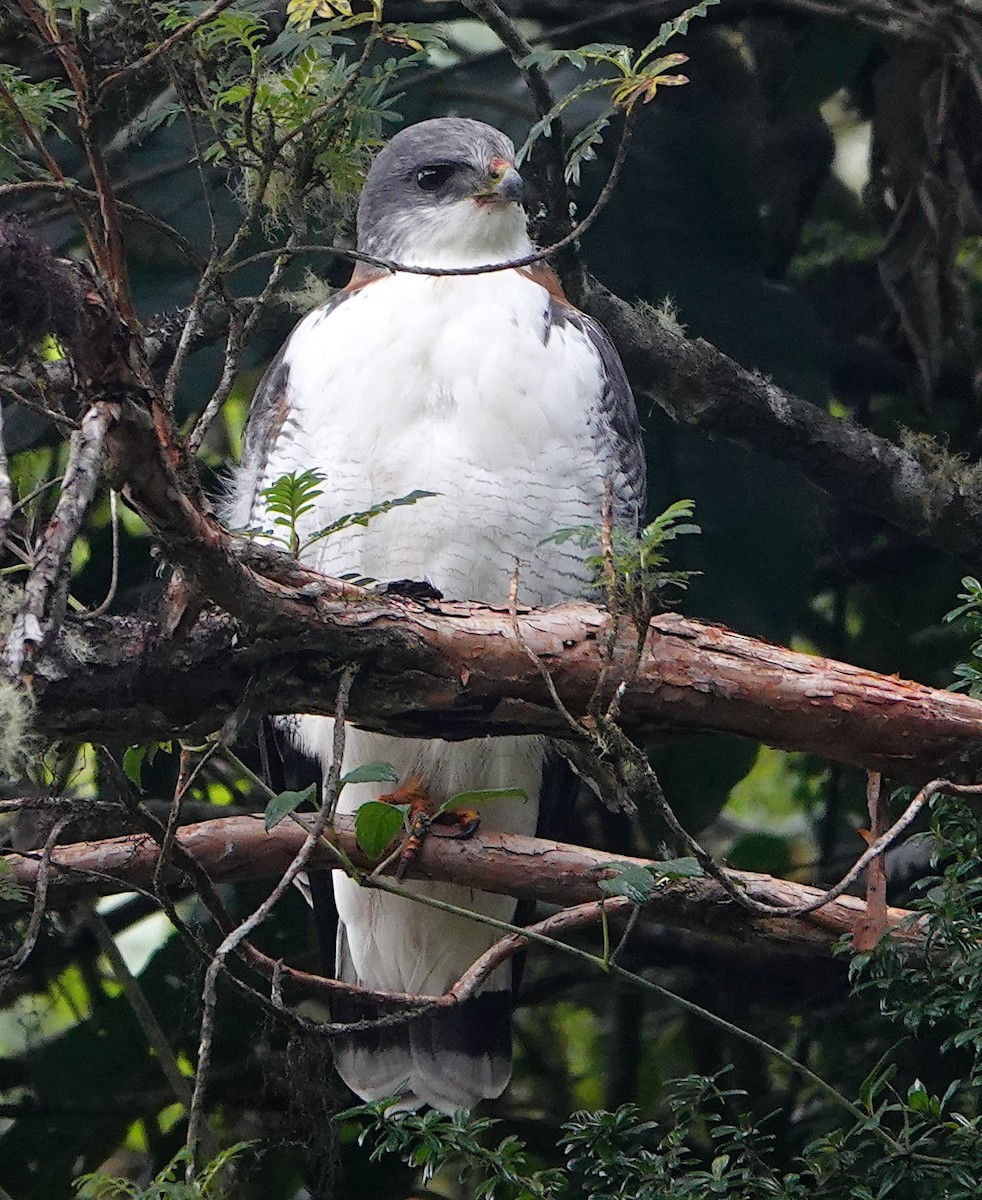 Variable Hawk - ML642896308