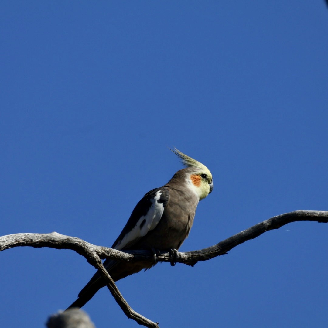 オカメインコ - ML642896320