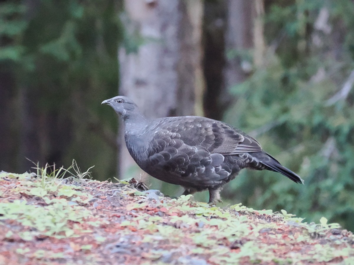 ススイロライチョウ - ML642896338