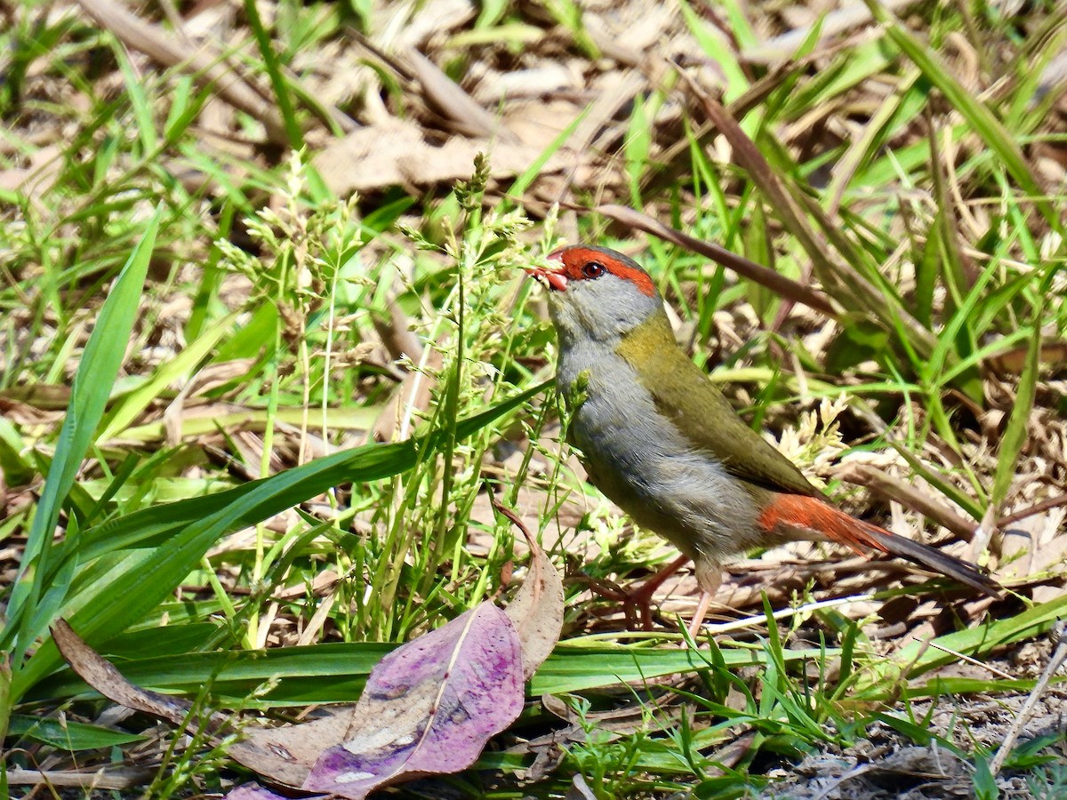Red-browed Firetail - ML642896342