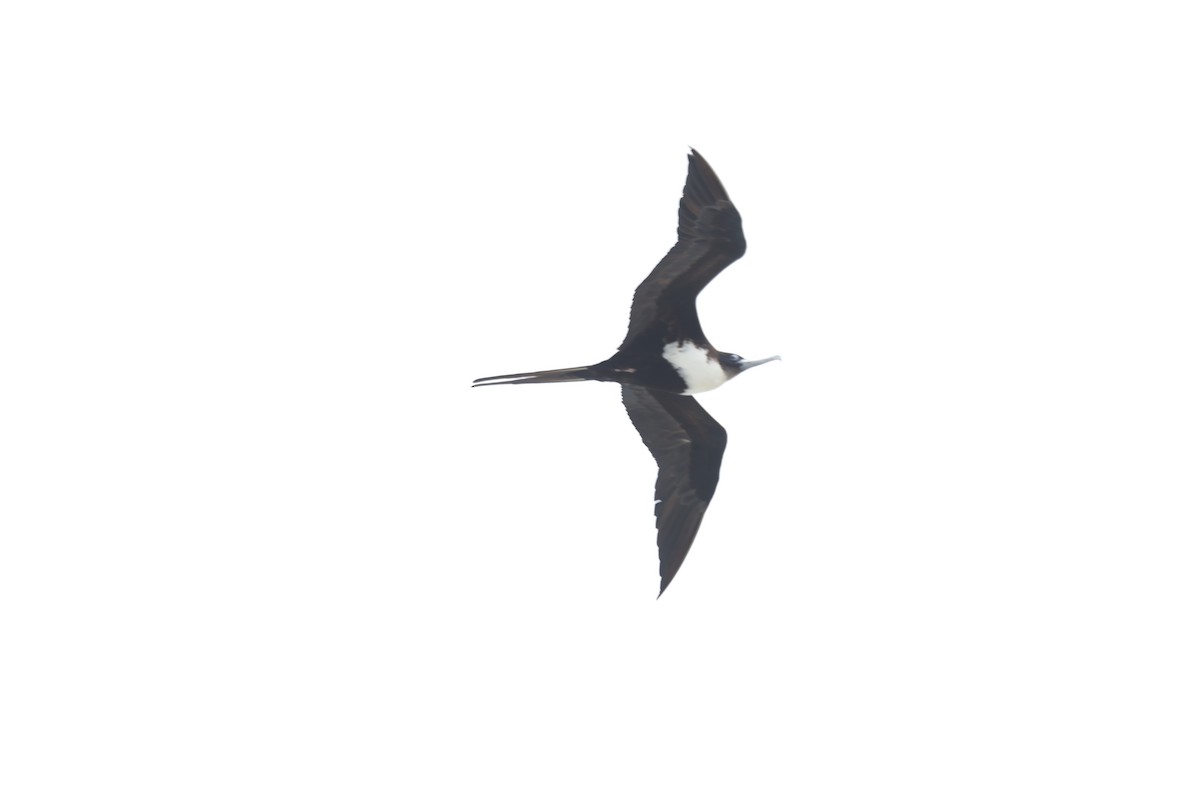 Great Frigatebird - ML642896345
