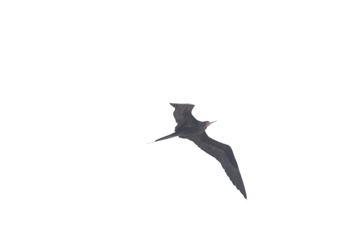 Great Frigatebird - ML642896346