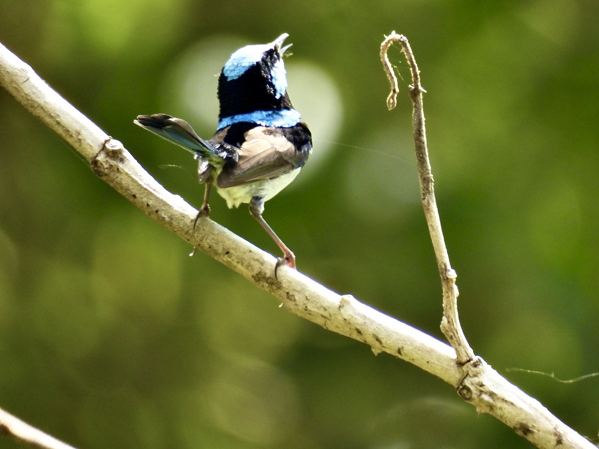 Superb Fairywren - ML642896349