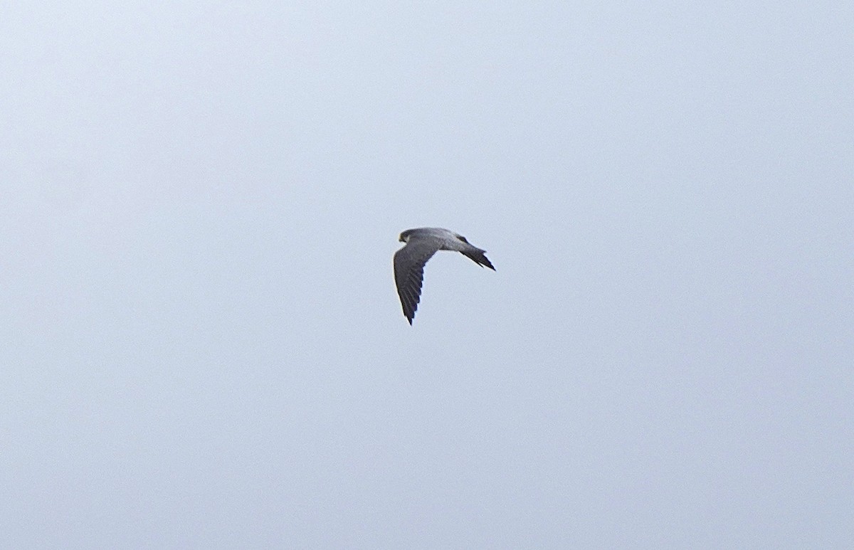 Halcón Peregrino - ML642896350