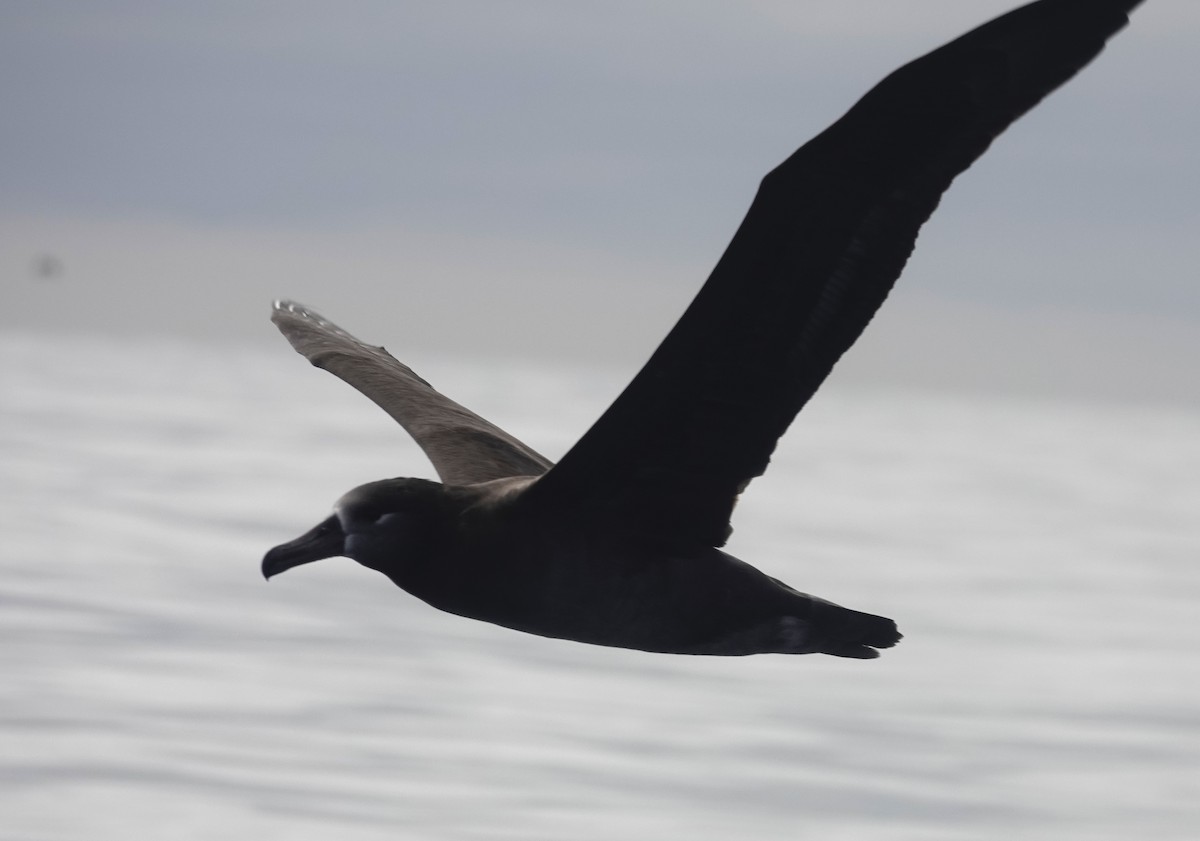 Black-footed Albatross - ML642896352