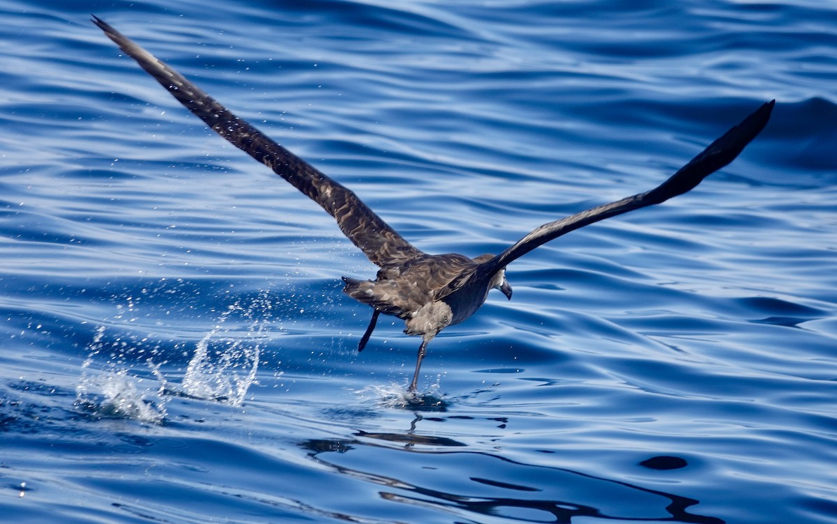 Black-footed Albatross - ML642896353