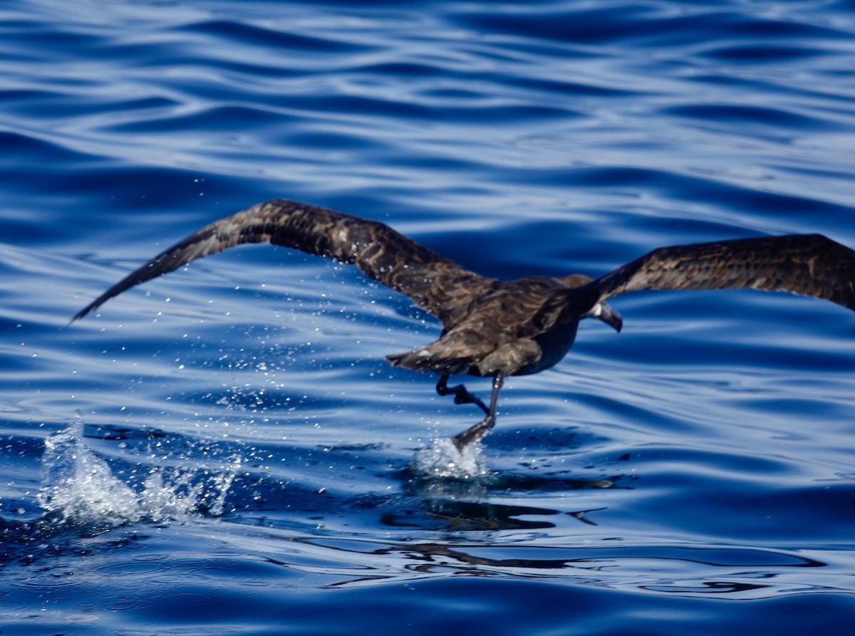 Black-footed Albatross - ML642896354