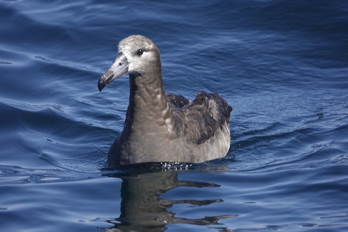 Albatros à pieds noirs - ML642896355