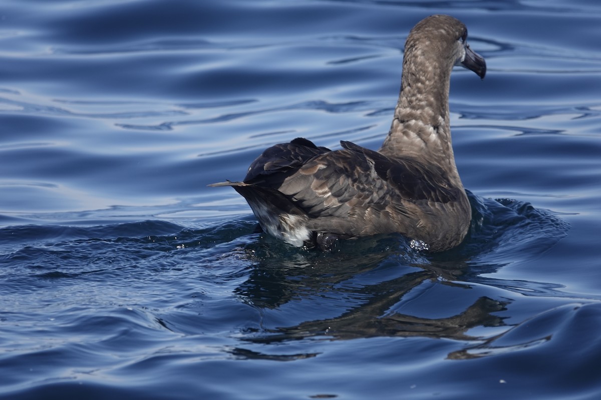 Albatros à pieds noirs - ML642896356