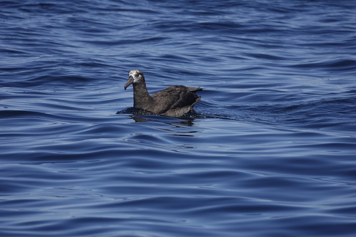 Black-footed Albatross - ML642896357