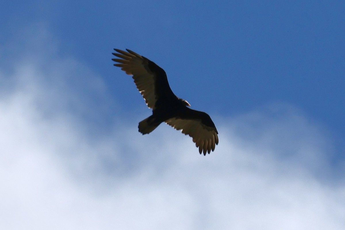Aura Gallipavo - ML642896358