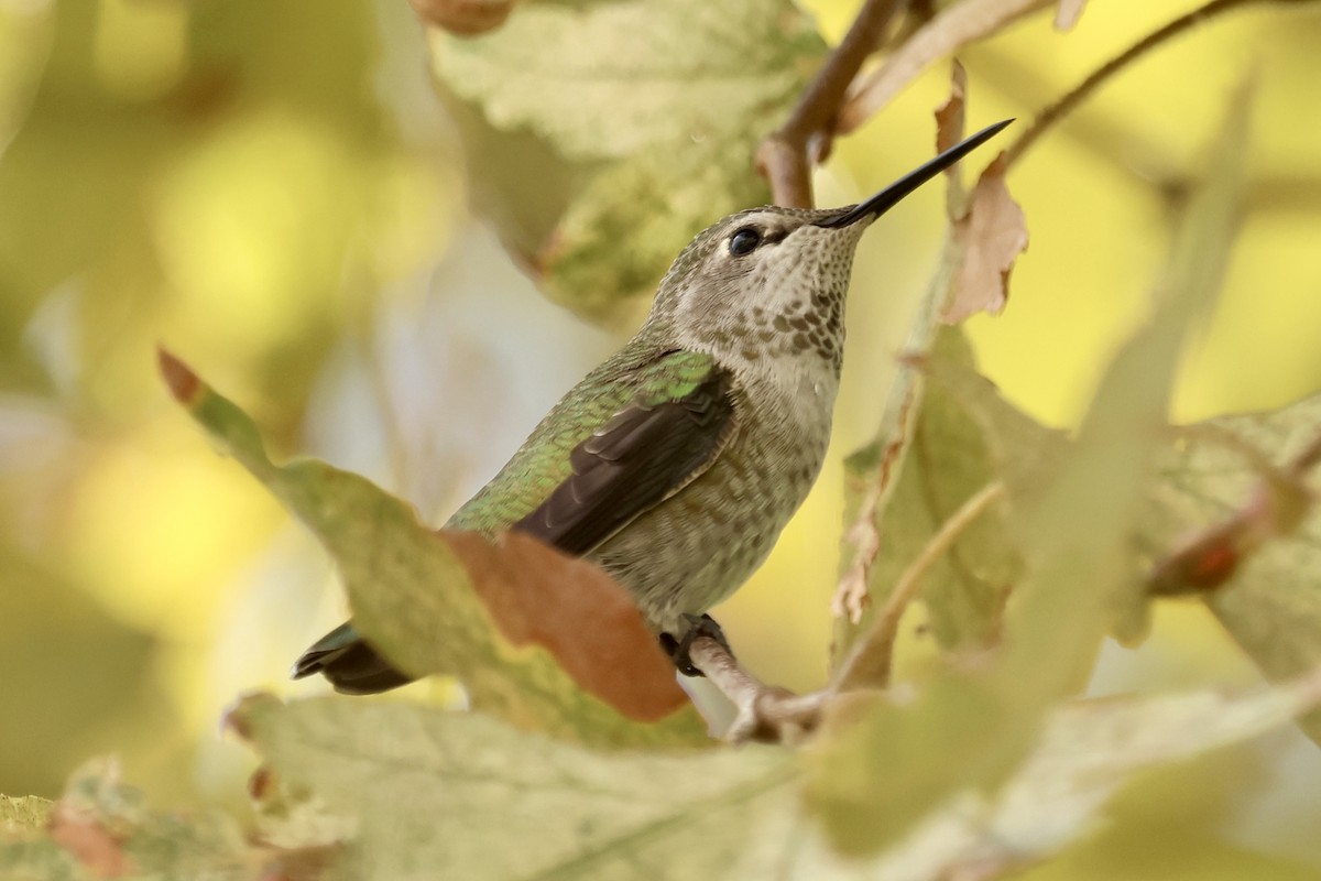 Colibrí de Anna - ML642896369