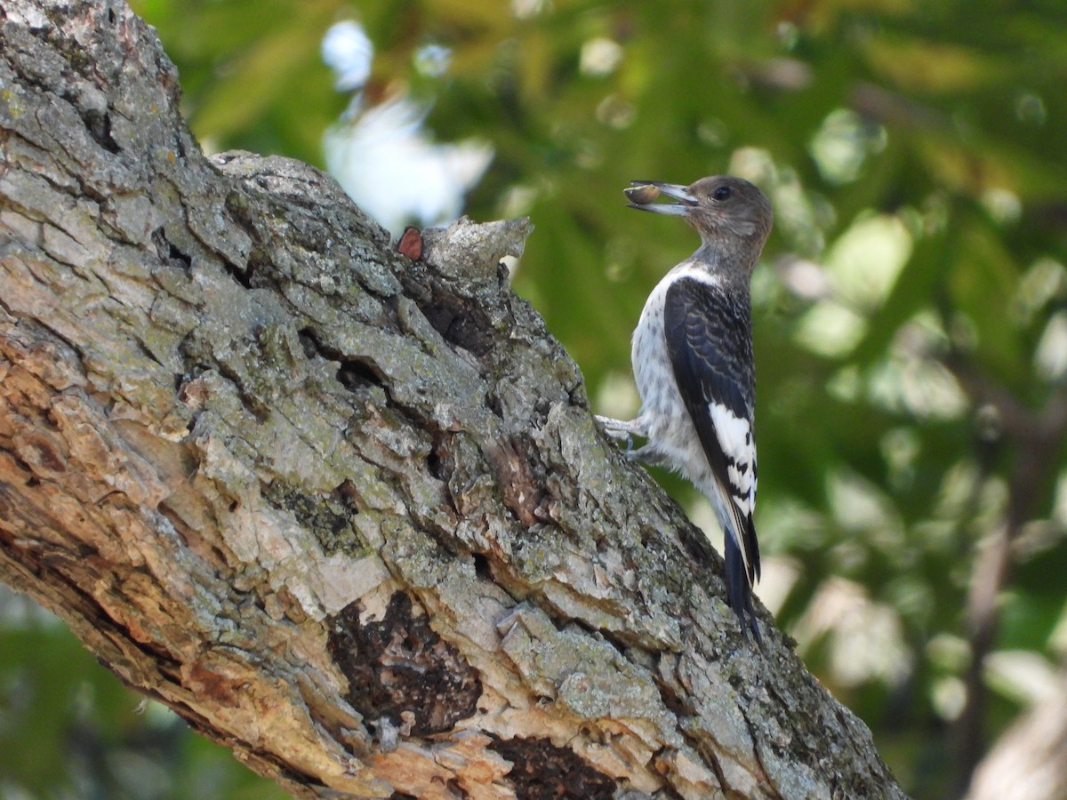 Red-headed Woodpecker - ML642896370