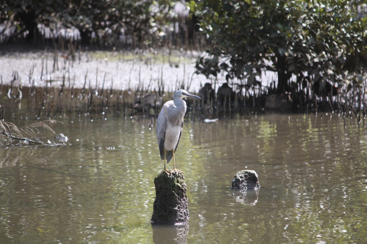 White-faced Heron - ML642896371