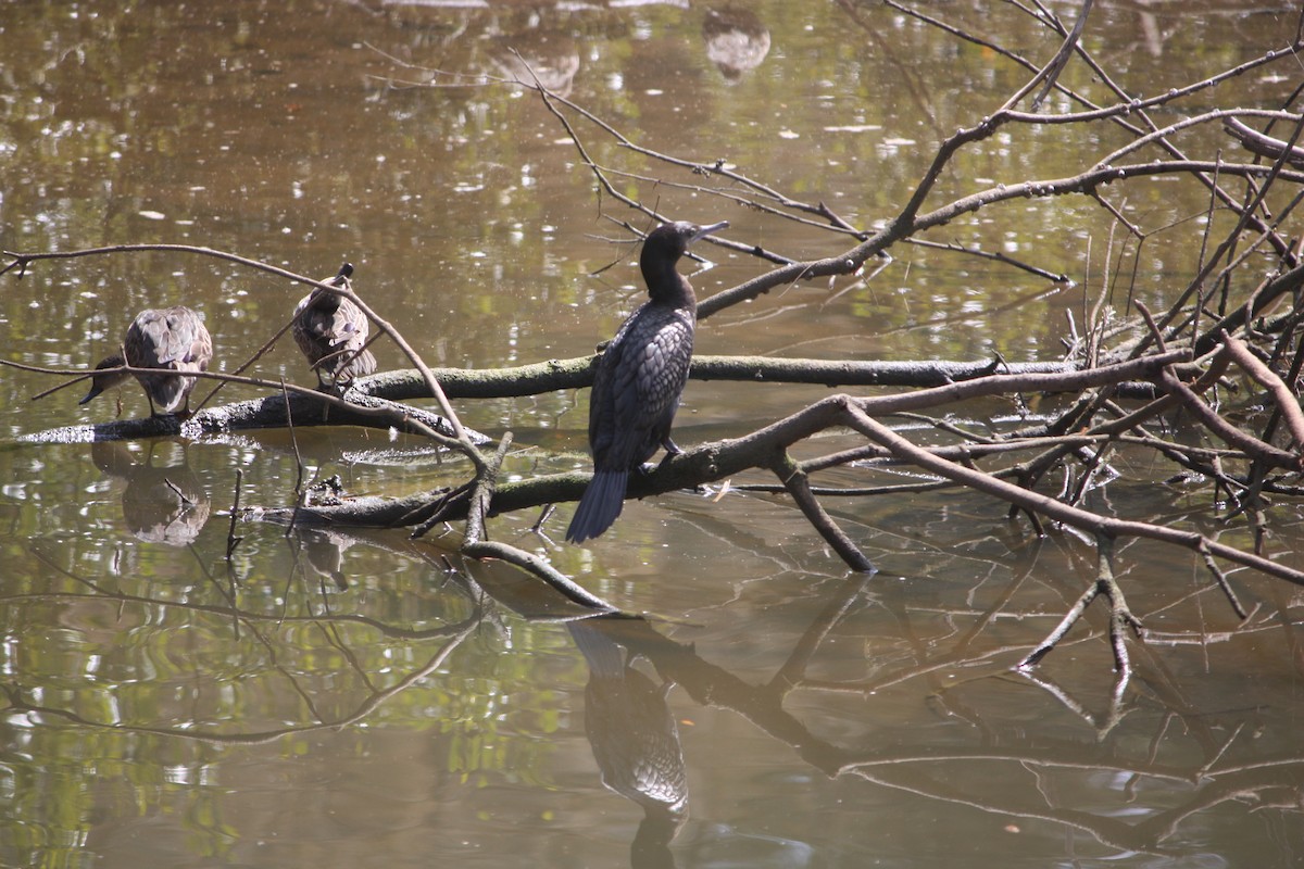Little Black Cormorant - ML642896380
