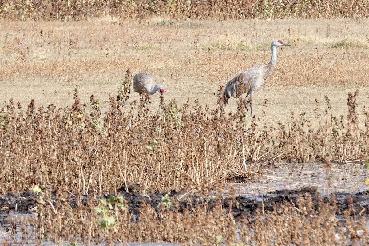 Grulla Canadiense - ML642896381